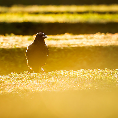 Corbeau au jardin des Tuileries à Paris