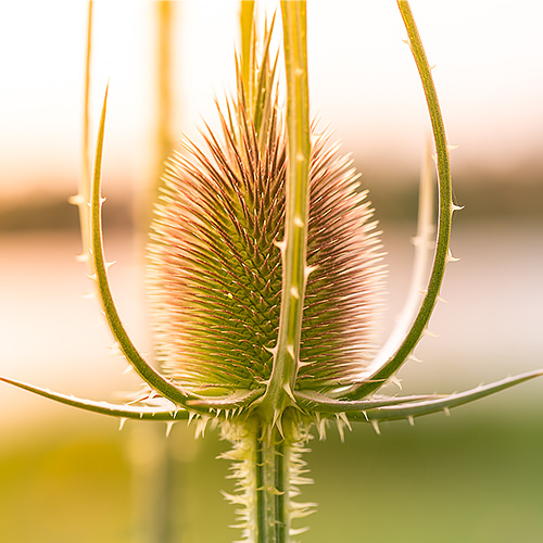 Photographie de détail d'un chardon